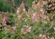 hortensja bukietowa 'Pink Diamond' - Hydrangea paniculata 'Pink Diamond' 
