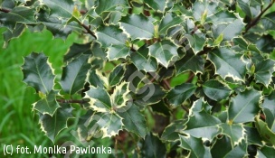 ostrokrzew kolczasty 'Aurea Marginata' - Ilex aquifolium 'Aurea Marginata' 