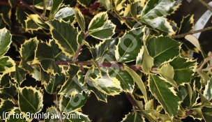 ostrokrzew kolczasty 'Rubricaulis Aurea' - Ilex aquifolium 'Rubricaulis Aurea' 