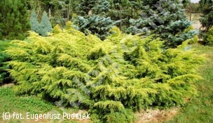 jałowiec Pfitzera 'Dierks Goldpfitzer' - Juniperus ×pfitzeriana 'Dierks Goldpfitzer' 