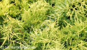 jałowiec Pfitzera 'Gold Coast' - Juniperus ×pfitzeriana 'Gold Coast' 