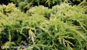 jałowiec Pfitzera 'Goldkissen' - Juniperus ×pfitzeriana 'Goldkissen' 