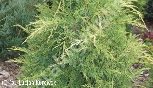 jałowiec Pfitzera 'King of Spring' - Juniperus ×pfitzeriana 'King of Spring' 