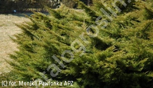 jałowiec Pfitzera 'Mathot' - Juniperus ×pfitzeriana 'Mathot' 