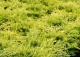 jałowiec Pfitzera 'Old Gold' - Juniperus ×pfitzeriana 'Old Gold' 