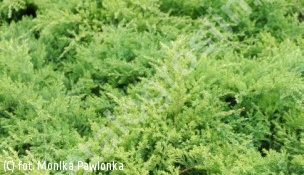 jałowiec Pfitzera 'Pfitzeriana Compacta' - Juniperus ×pfitzeriana 'Pfitzeriana Compacta' 