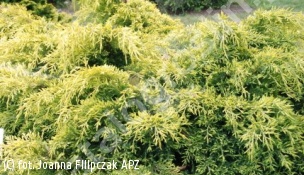 jałowiec Pfitzera 'Saybrook Gold' - Juniperus ×pfitzeriana 'Saybrook Gold' 