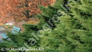 jałowiec Pfitzera 'Wilhelm Pfitzer' - Juniperus ×pfitzeriana 'Wilhelm Pfitzer' 