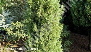 jałowiec chiński 'Iowa' - Juniperus chinensis 'Iowa' 
