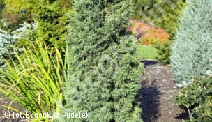 jałowiec chiński 'Iowa' - Juniperus chinensis 'Iowa' 