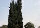 jałowiec chiński 'Kaizuka' - Juniperus chinensis 'Kaizuka' 