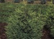 jałowiec chiński 'Kuriwao Gold' - Juniperus chinensis 'Kuriwao Gold' 