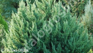 jałowiec chiński 'Monarch' - Juniperus chinensis 'Monarch' 