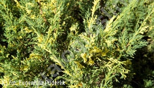 jałowiec chiński 'Plumosa Aureovariegata' - Juniperus chinensis 'Plumosa Aureovariegata' 