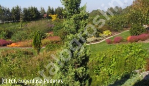 jałowiec chiński 'Robust Green' - Juniperus chinensis 'Robust Green' 