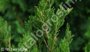 jałowiec chiński 'Spartan' - Juniperus chinensis 'Spartan' 