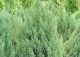 jałowiec chiński 'Stricta' - Juniperus chinensis 'Stricta' 