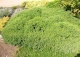 jałowiec pospolity 'Anna Maria' - Juniperus communis 'Anna Maria' 