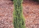 jałowiec pospolity 'Arnold' - Juniperus communis 'Arnold' 
