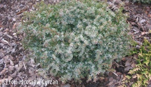 jałowiec pospolity 'Berkshire' - Juniperus communis 'Berkshire' 