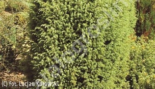jałowiec pospolity 'Bruns' - Juniperus communis 'Bruns' 