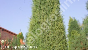 jałowiec pospolity 'Bruns' - Juniperus communis 'Bruns' 