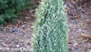 jałowiec pospolity 'Compressa' - Juniperus communis 'Compressa' 