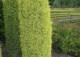 jałowiec pospolity 'Gold Cone' - Juniperus communis 'Gold Cone' 