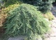 jałowiec pospolity 'Green Carpet' - Juniperus communis 'Green Carpet' 
