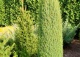 jałowiec pospolity 'Hibernica' - Juniperus communis 'Hibernica' 