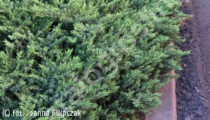 jałowiec pospolity 'Repanda' - Juniperus communis 'Repanda' 
