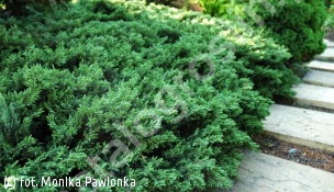 jałowiec pospolity 'Repanda' - Juniperus communis 'Repanda' 
