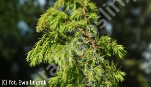 jałowiec pospolity 'Schneverdinger Goldmachangel' - Juniperus communis 'Schneverdinger Goldmachangel' 
