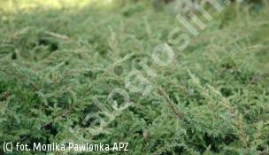 jałowiec pospolity 'Sterling Silver' - Juniperus communis 'Sterling Silver' 