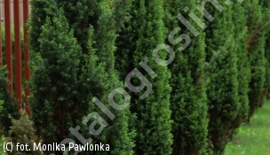 jałowiec pospolity 'Suecica' - Juniperus communis 'Suecica' 