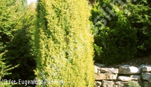 jałowiec pospolity 'Suecica Aurea' - Juniperus communis 'Suecica Aurea' 