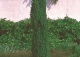 jałowiec pospolity 'Suecica Nana' - Juniperus communis 'Suecica Nana' 