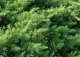 jałowiec nadbrzeżny - Juniperus conferta 