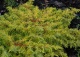 jałowiec nadbrzeżny 'Allgold' - Juniperus conferta 'Allgold' 