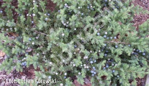 jałowiec nadbrzeżny 'Blue Pacific' - Juniperus conferta 'Blue Pacific' 
