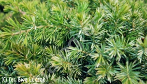 jałowiec nadbrzeżny 'Emerald Sea' - Juniperus conferta 'Emerald Sea' 