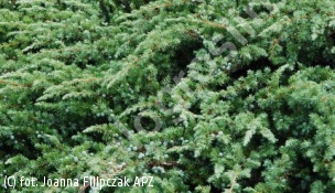 jałowiec nadbrzeżny 'Schlager' - Juniperus conferta 'Schlager' 