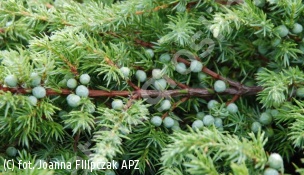 jałowiec nadbrzeżny 'Schlager' - Juniperus conferta 'Schlager' 