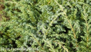 jałowiec nadbrzeżny 'Silver Mist' - Juniperus conferta 'Silver Mist' 