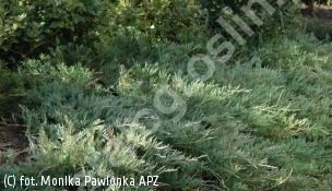 jałowiec płożący 'Andorra Compact' - Juniperus horizontalis 'Andorra Compact' 