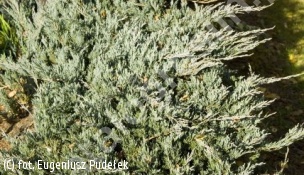 jałowiec płożący 'Bar Harbor' - Juniperus horizontalis 'Bar Harbor' 