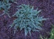 jałowiec płożący 'Blue Chip' - Juniperus horizontalis 'Blue Chip' 