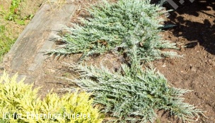 jałowiec płożący 'Glacier' - Juniperus horizontalis 'Glacier' 