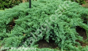 jałowiec płożący Glauca  Group - Juniperus horizontalis Glauca  Group 