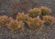 jałowiec płożący 'Limeglow' - Juniperus horizontalis 'Limeglow' 